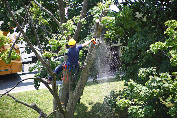 Best Tree Preservation Services  in Lindenhurst, NY