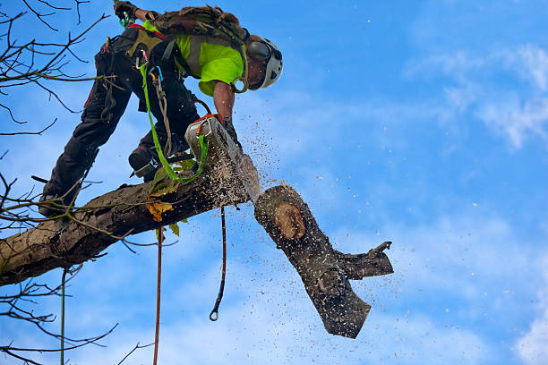 Best Soil Testing and Treatment  in Lindenhurst, NY